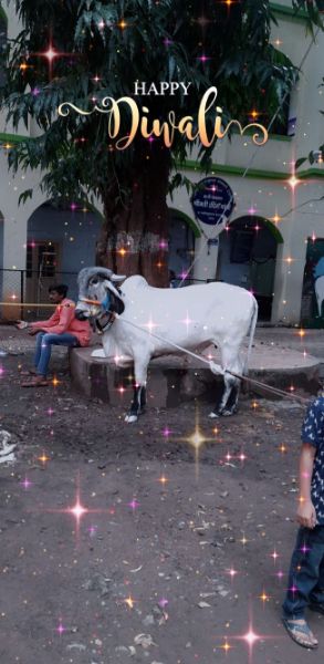 Diwali Diwali